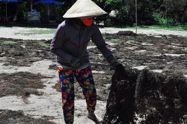 Kiếm tiền triệu mỗi ngày từ nghề khai thác rong mơ - 2 Rong mơ phải phơi dưới trời nắng to mới đều và đẹp