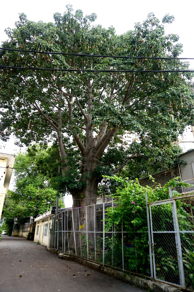 Ngắm cây Bao báp lâu đời nhất Sài Gòn vào mùa nở hoa - 2 Cây được trồng do thầy Nguyễn Quý Tuấn, nguyên giảng viên khoa Sinh vật của trường mang hạt giống từ Angola về cách đây gần 25 năm.