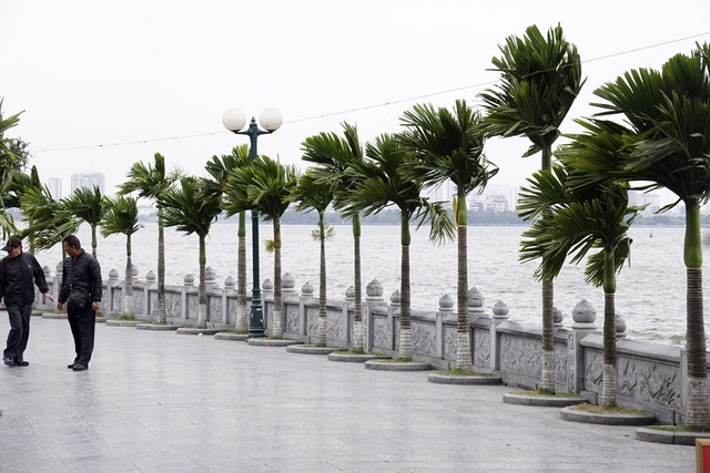 Hà Nội rét đậm, người dân co ro khi ra đường - 2
Bên Hồ Tây, gió thổi từng cơn qua hàng cau trên lối đi vào chùa Trấn Quốc.