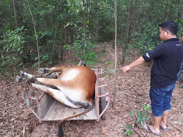 Biệt thự “đòi” từ cựu Chủ tịch Hà Nội bỏ hoang và báu vật giếng cổ - 10
Cho rằng con bò là của mình, ông Hà Văn Minh và người nhà tổ chức vây bắt khiến con bò bị chết. Khi ông Minh chuẩn bị đem con bò về mổ thịt thì ông Nguyễn Văn Sơn đến nhận đó là bò của mình. Hai gia đình xảy ra tranh chấp, chính quyền bất lực khi phân giải nên đã đưa con bò đi tiêu hủy. Sự việc trên xảy ra ở xã Cẩm Quan, huyện Cẩm Xuyên, Hà Tĩnh. (Ảnh: Tiến Hiệp)