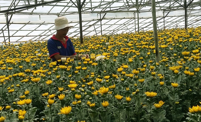 Giá hoa cúc Đà Lạt tăng vọt, gấp 2-3 lần ngày thường - 1
Những ngày cận Tết giá hoa cúc Đà Lạt tăng vọt