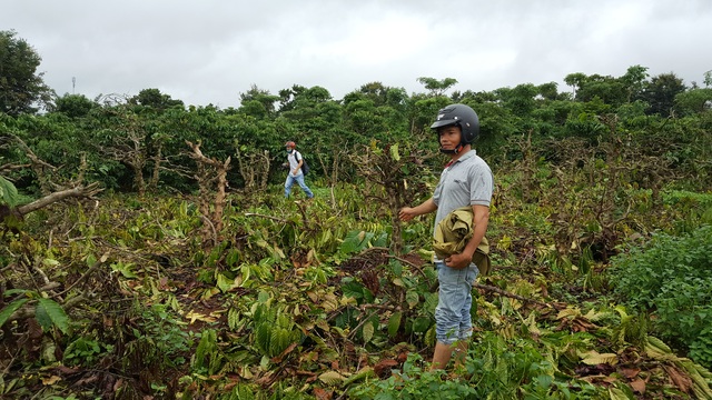 Vườn cà phê chuẩn bị thu hoạch bị chặt phá không thương tiếc - 1
Vườn cà phê chuẩn bị thu hoạch bị chặt phá không thương tiếc