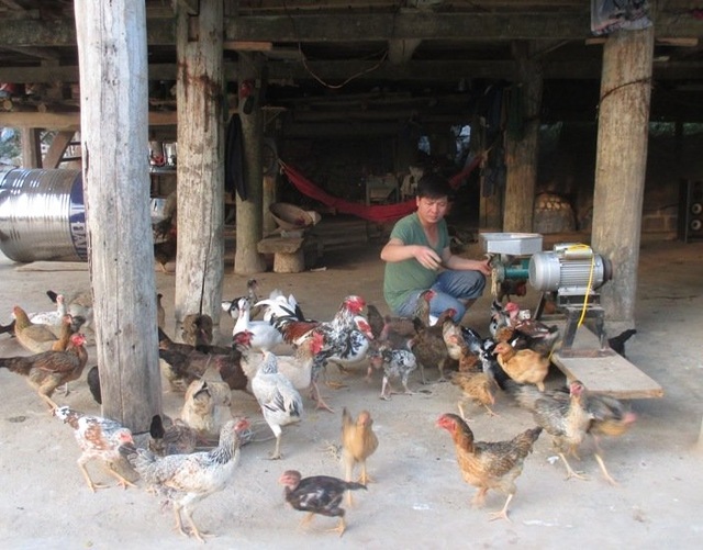 Gà, lợn giun quế: Hàng hiếm một thời tràn ra thị trường với giá rẻ - 1 Gà, lợn giun quế: Hàng hiếm một thời tràn ra thị trường với giá rẻ - 1