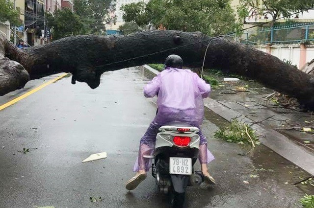 Toàn cảnh hậu quả bão số 12 chưa từng có hơn 20 năm ở Nha Trang - 1 Hàng loạt cây xanh trên đường phố Nha Trang bị gãy đổ, gây khó khăn cho các phương giao thông