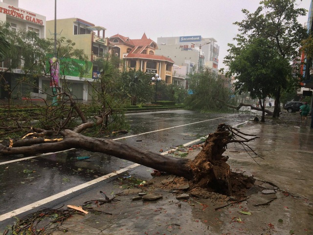 Bão số 12 quần thảo Khánh Hòa - Phú Yên - Bình Định nhiều giờ - 18
Cây lớn đổ ở Phú Yên. (Ảnh: Trung Thi)