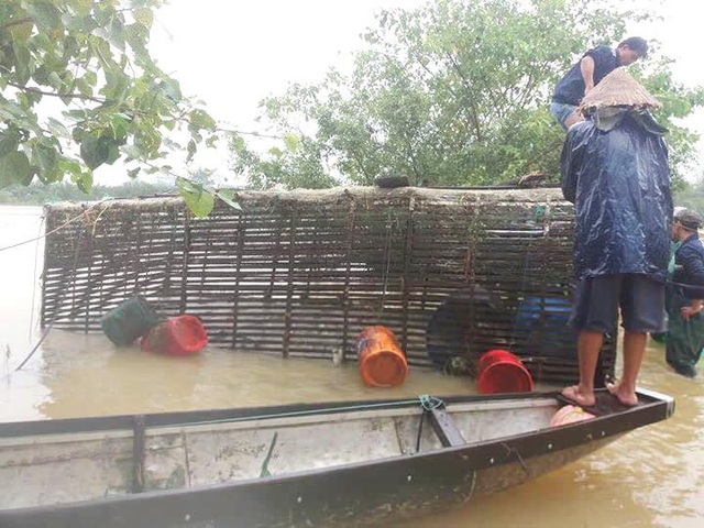 Hi hữu lồng cá trôi xa 10km trong lũ được tìm thấy - 1 Lồng cá trắm hơn 100 triệu ông Nguyễn Lành được tìm thấy sau khi trôi dạt trong lũ 10 km
