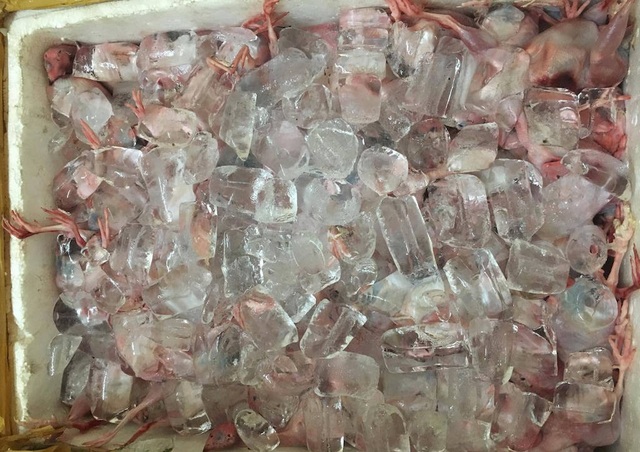 6 tạ chim cút bốc mùi suýt vào miệng thực khách Hà Nội - 3 Nếu như không có lực lượng CSGT phát hiện và bắt giữ, thì khoảng 6 tạ chim cút bốc mùi này sẽ vào nhà hàng và dĩ nhiên thực khách sẽ làm người thưởng thức đầu tiên.