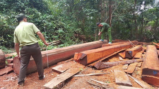 Để lâm tặc khai thác gỗ, chủ rừng phải chịu trách nhiệm - 1 Cơ quan chức năng khám nghiệm hiện trường vụ phá rừng