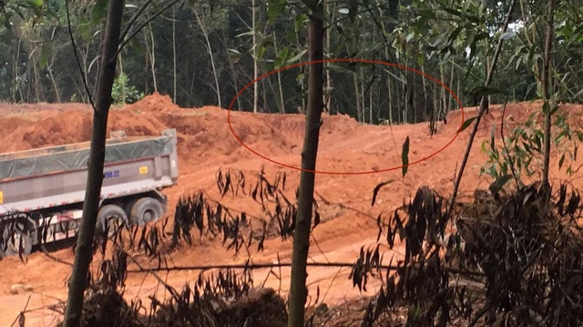 Nghệ An: Ngang nhiên khai thác đất địa giới hành chính đem bán? - 1 Con đường được mở băng qua một vườn keo tràm.