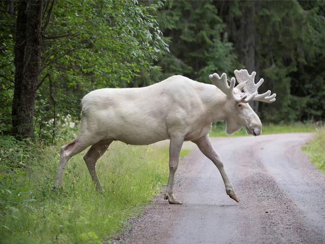 Một con nai sừng tấm trắng rất hiếm gặp được tìm thấy ở tỉnh Varmland, Thụy Điển. (Ảnh chụp ngày 31/7)