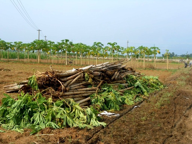 Miền Trung khẩn trương khôi phục sản xuất sau lũ - 3 Đu đủ của bà con nông dân thôn Bàu Tròn, xã Đại An, huyện Đại Lộc, Quảng Nam bị hư hại nặng