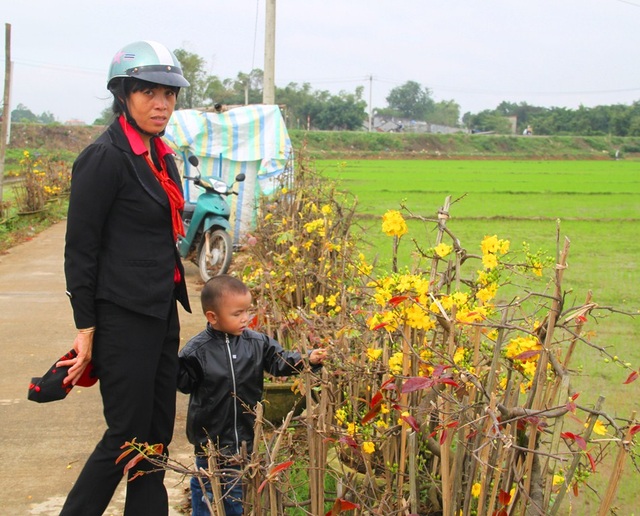 "Mai nở sớm, vui gì mà mong Tết!" - 5
Dắt theo cậu con trai gần 2 tuổi ghé qua vườn mai thăm chồng, chị Nguyễn Thị Vàng Mười (42 tuổi, vợ anh Sinh), thở dài: “Tết nhất cận kề, cả gia đình nhìn cả vào vườn mai, nhưng giờ hoa nở hết thì còn vui gì mà mong chờ đến Tết”.