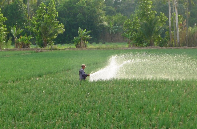 Rượu bia nhiều rồi, lao động cho khỏe người! - 4
Chăm sóc hành lá