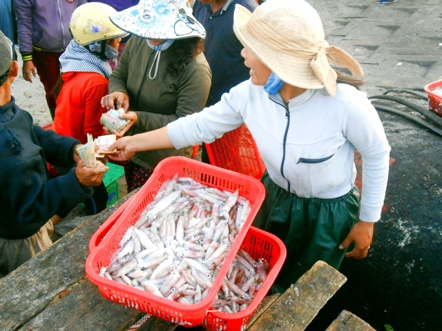 Quảng Nam được mùa mực cơm - 3 Trả giá để thu mua mực tươi ngon đầu mùa