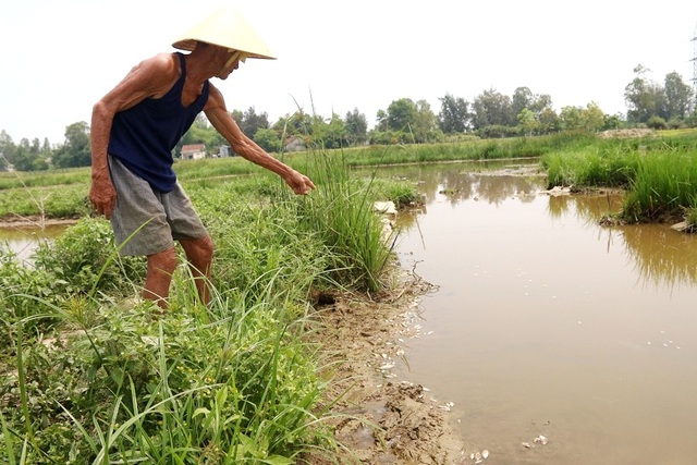 Phạt công ty xả thải làm cá chết trắng bàu 94 triệu đồng - 1 Cá chết nổi trắng bàu nằm giữa cánh đồng ở thôn Lệ Sơn Nam, xã Hòa Tiến, Hòa Vang, Đà Nẵng