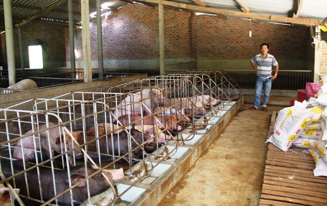 Bình Định: Xây dựng khẩn cấp những ki ốt bán thịt heo “cứu” người chăn nuôi - 1 Giá heo hơi tại Bình Định bình quân chỉ 20.000 đồng/kg, khiến người nuôi heo lỗ nặng