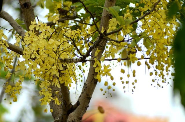 “Khi thấy Muồng Hoàng Yến, là biết đã giữa năm” - 3
Cây Muồng Hoàng Yến thuộc chi Cassia là một trong số các loài cây nở hoa quanh năm. Cây có những chùm hoa vàng sáng rực rỡ và còn có tên gọi khác là bò cạp vàng. Ở Việt Nam, loại cây này xuất hiện nhiều ở Đồng Nai, TPHCM...