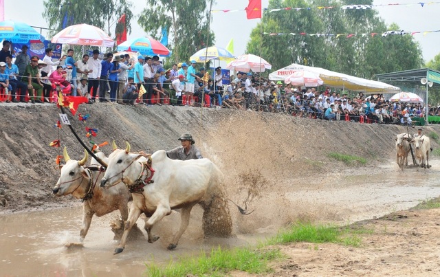 24 đôi bò tranh trài quyết liệt, một nài bò bị giẫm lên người phải đi cấp cứu - 3 Ở vòng thả là đoạn đường đua tốc độ của các cặp bò