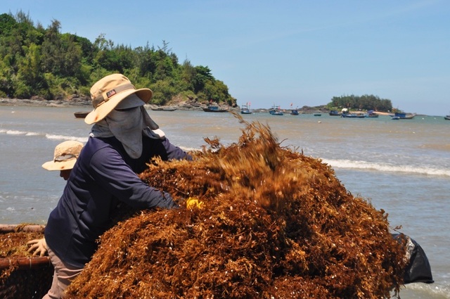 Kiếm tiền triệu mỗi ngày từ nghề khai thác rong mơ - 3 Nghề khai thác rong mơ đã mang lại thu nhập khá cho nhiều gia đình