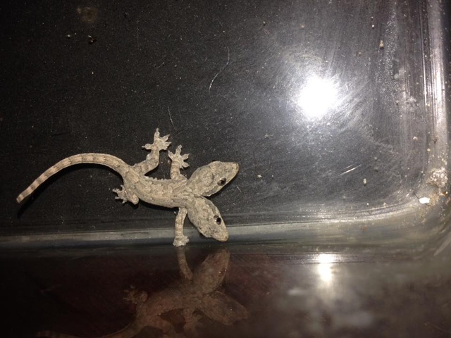 Portrait of a two-headed lizard is causing a fever on the social network Facebook.