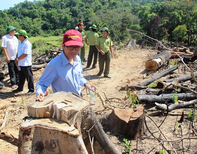 
Nhiều cán bộ huyện An Lão (Bình Định) bị đề nghị kỷ luật vì để bốc hơi gần 61ha rừng
