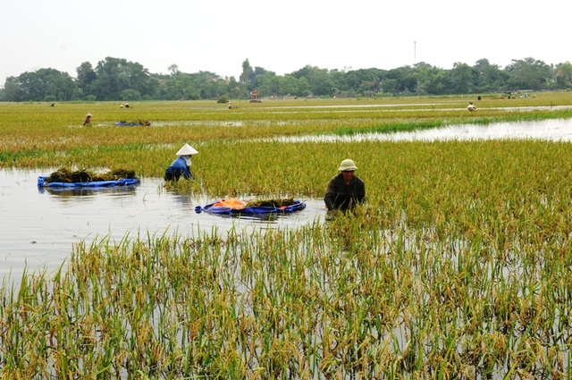 Hơn 700 chiến sĩ giải cứu "át chủ bài" tiêu úng vùng Gia Viễn - 2 Nông dân gặt lúa non, chạy lũ tránh bị nảy mầm.