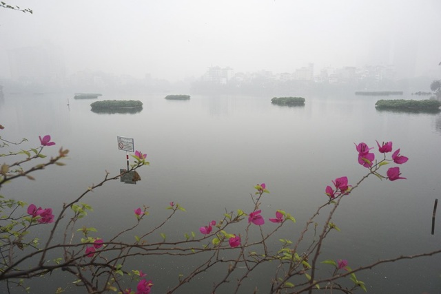 Hà Nội mờ ảo trong sương mù dày đặc - 3
Những bông hoa hoa giấy nở ven hồ Trúc Bạch mờ sương. Cùng với mây mù, nhiệt độ ngoài trời cũng giảm, tuy chưa đến mức quá rét.