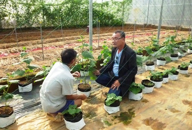 Lão nông Ba Thành (áo trắng) đang giới thiệu giống dưa Pepino đang được trồng thử nghiệm tại vườn rau cho khách tham quan.