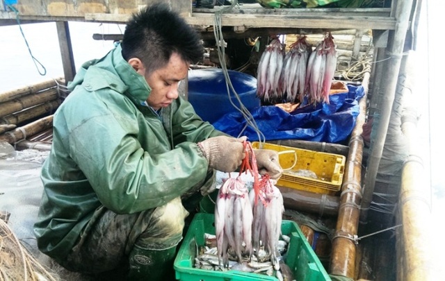 Trúng lớn mùa cá khoai đầu năm, ngư dân “hái” bạc triệu mỗi ngày - 3
Phấn khởi những mẻ cá khoai đầu năm