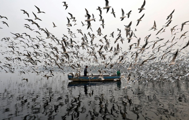Mòng biển đang bay tới tấp về phía con thuyền để được cho ăn. Cảnh tượng diễn ra trên sông Yamuna trong một sáng mờ sương ở New Delhi, Ấn Độ. (Ảnh chụp ngày 17/11)