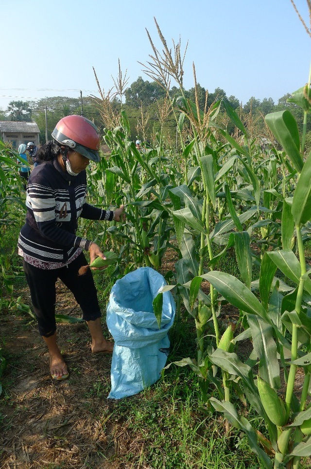 Rượu bia nhiều rồi, lao động cho khỏe người! - 2 Chi Nga thu hoạch bắp