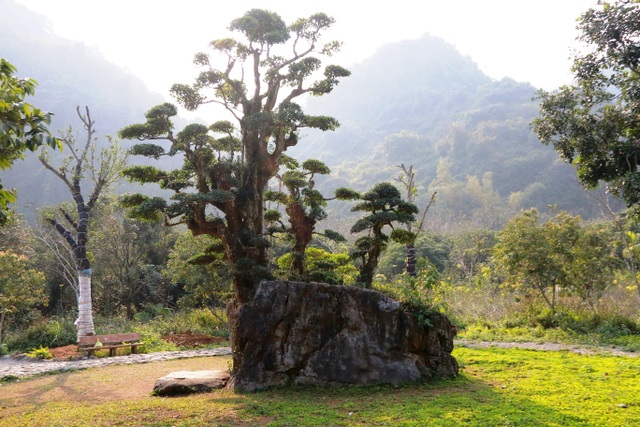 Độc lạ cây duối nghìn năm có dáng “bàn tay phật” ở Ninh Bình - 4
Theo quan niệm của người Việt Nam, thế cây này có nghĩa là “Ngũ Phúc”: Trường thọ, Phú quý, Khang Ninh, Hiếu Đức và Thiện Chung. Ngoài ra, dáng của cây duối nhìn theo hướng khác còn có nghĩa là “Phụ tử”: Tình cảm của người cha dành cho các con (thân cây chính cao thẳng, to lớn che chở cho các thân cây con).