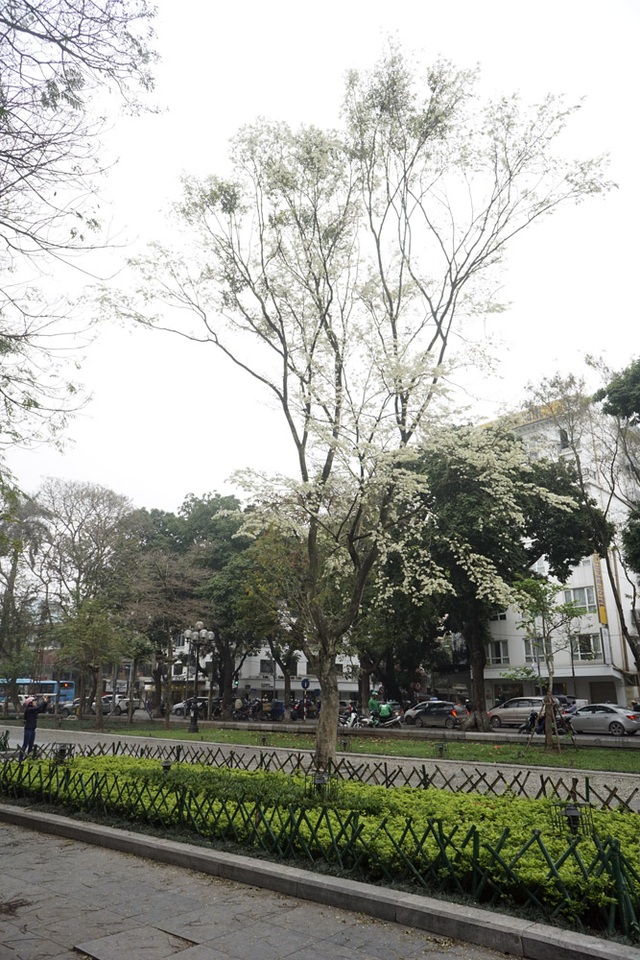 Hà Nội vào mùa hoa sưa trắng - 4 Cây sưa tuyệt đẹp tại vườn hoa Hàng Đậu.