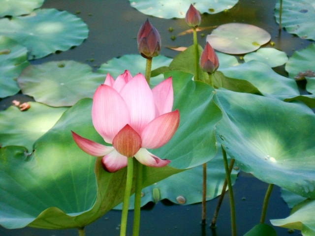 Đẹp ngỡ ngàng “cánh đồng sen Tháp Mười” thu nhỏ giữa Quảng Nam - 4 Sen là một trong những niềm tự hào của người dân Duy Sơn khi giới thiệu đến du khách
