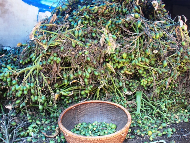 Thương lái lùng sục mua cau non bán sang Trung Quốc, giá cau tăng kỷ lục - 1 Thương lái lùng sục mua cau non bán qua thị trường Trung Quốc để làm kẹo