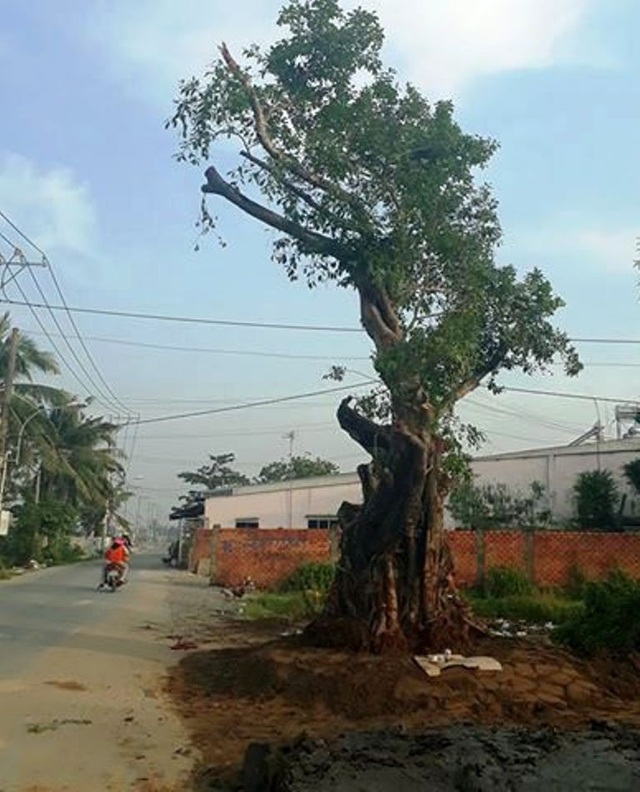 “Cụ Sộp” 200 năm tuổi trở về sau 3 ngày... “biến mất” - 2 Cây Sộp cổ thụ hàng trăm năm tuổi đã được trồng trở lại vị trí cũ trên đường Trường Lưu trong sự vui mừng của người dân địa phương.