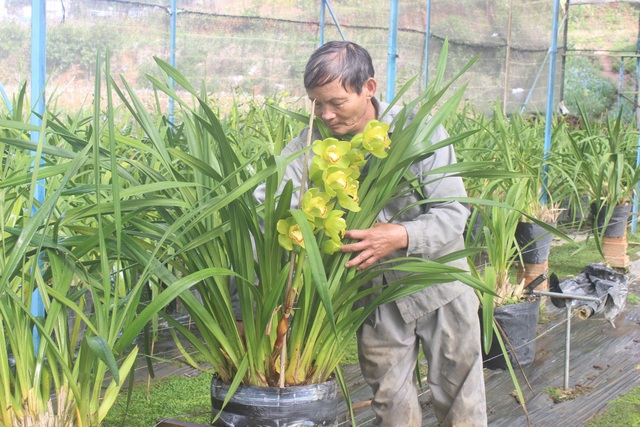 “Lão nông” lãi hơn nửa tỷ mỗi năm từ trồng địa lan - 3 Ông Hùng đang tỉ mỉ chăm sóc vườn địa lan của gia đình