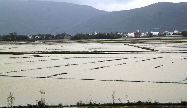 
Đến chiều ngày 30/12, nhiều diện tích lúa mới gieo sạ của nông dân tỉnh Bình Định vẫn bị ngập lụt do mưa lớn bất thường.

