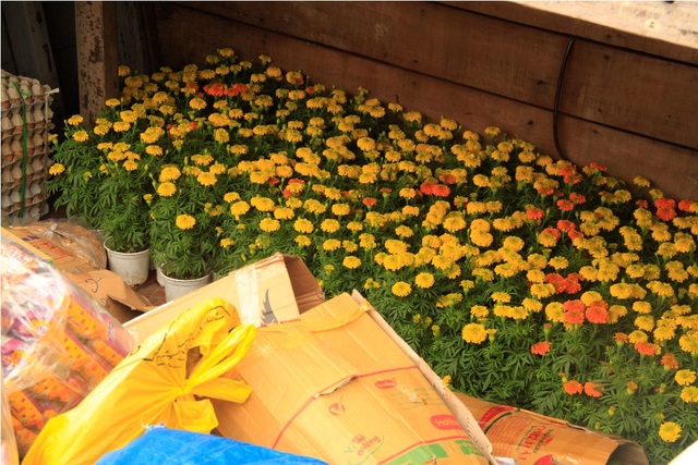 Dân đảo vượt biển vào đất liền sắm Tết - 4
Trên đảo không trồng được hoa nên bà Sáu lấy cúc vạn thọ về bán cho bà con trên đảo trưng 3 ngày Tết.