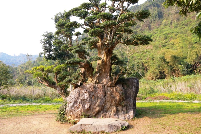 Độc lạ cây duối nghìn năm có dáng “bàn tay phật” ở Ninh Bình - 5
Để xác định tuổi đời của cây, các nhà chuyên môn về sinh vật cảnh trong nước đã về đây thẩm định và cho biết cây duối này có niên đại 1.000 năm tuổi. Trải qua 10 thế kỷ, cây duối vẫn xanh tốt và bám rễ chặt vào tảng đá.