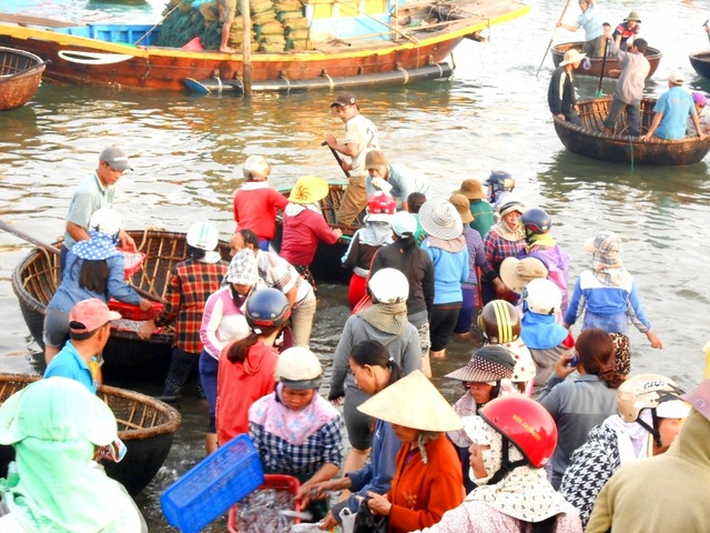 Quảng Nam được mùa mực cơm - 5
Mực vừa cập bờ đã có rất đông người lao ra tranh mua cho được mẻ mực tươi ngon