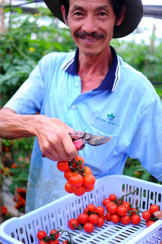 Những lão nông đổi đời nhờ mê rau công nghệ cao - 1 Có nguồn thu nhập cao từ các vườn rau, những lão nông tại Lâm Đồng còn thuê cả kỹ sư về làm “cố vấn” và chịu trách nhiệm theo dõi trang trại.