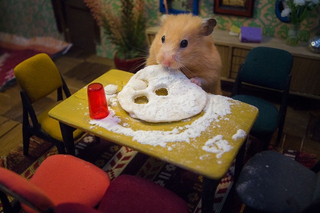 Mê mẩn trước vẻ đẹp của “khu phố ổ chuột” - 7 Những chú chuột hamster trong loạt clip “Hungry, Hungry Hamsters” hiện đang gây sốt tại Gruzia.