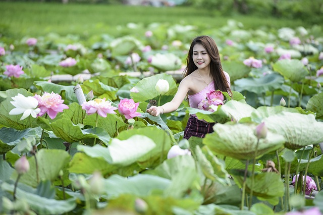 
Anisone chia sẻ: Em thấy hoa sen ở Việt Nam rất đẹp nên em mới quyết định chụp bộ ảnh sen này.
