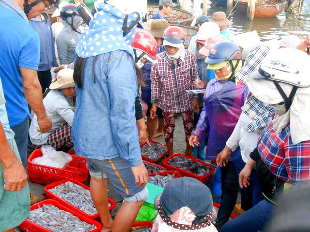Quảng Nam được mùa mực cơm - 6 Ngã giá mua mực