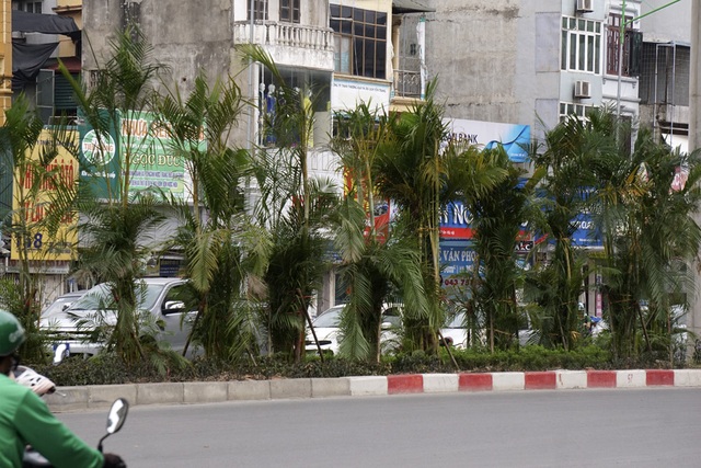 Hà Nội "phủ xanh" gầm đường sắt trên cao bằng cau cảnh - 6
Nhiều người dân hai bên đường Nguyễn Trãi bày tỏ ủng hộ việc trồng cây vì tạo cảm giác xanh mát. Cây cũng có tác dụng hạn chế bớt ánh đèn xe ngược chiều vốn gây chói mắt cho người điều khiển phương tiện.
