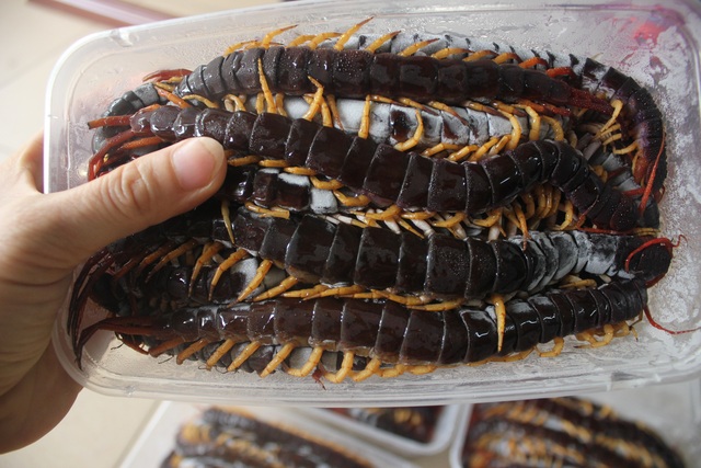 Kiếm trăm triệu mỗi tháng nhờ “độc chiêu” nuôi côn trùng trên sân thượng - 13 Hiện nay trang trại nuôi côn trùng của chị Xuân có 20 thợ lao động chính. Ngoài bán côn trùng thành phẩm, chị còn chuyển giao kỹ thuật và đứng ra làm đầu mối, bao tiêu cho bà con trên khắp cả nước. Đến nay, không chỉ tạo công ăn việc làm cho mọi người, trang trại nuôi côn trùng của chị Xuân còn đem lại nguồn doanh thu ổn định lên tới hàng trăm triệu đồng mỗi tháng.