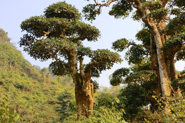 Độc lạ cây duối nghìn năm có dáng “bàn tay phật” ở Ninh Bình - 7 Cây duối có hoa từ tháng 1 đến tháng 3 hàng năm, quả vàng to bằng hạt ngô. Thông thường, các cây duối thường được trồng ở các đình, đền chùa để lấy bóng mát, trồng trong vườn làm cảnh. Cây duối này lại mọc giữa núi rừng Thung Nham và tồn tại hơn 1.000 năm qua nên rất đặc biệt.