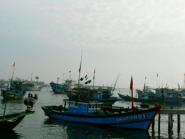 Quảng Nam được mùa mực cơm - 7 Rất đông tàu thuyền cập bến với ăm ắp mực cơm tươi ngon