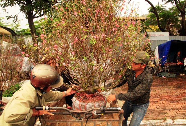 Thâu đêm "gác hoa": Vừa lo mưa gió lại sợ... xin đểu - 5 Người dân bắt đầu mua hoa đào chưng Tết